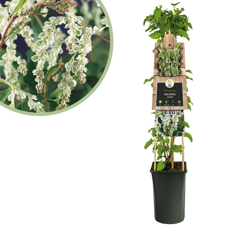Bruidssluier plant Fallopia Aubertii P 16 cm