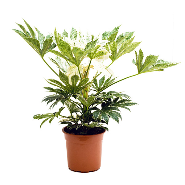 Fatsia Japonica &apos;Variegata&apos; (Vingerplant) - P 21 cm