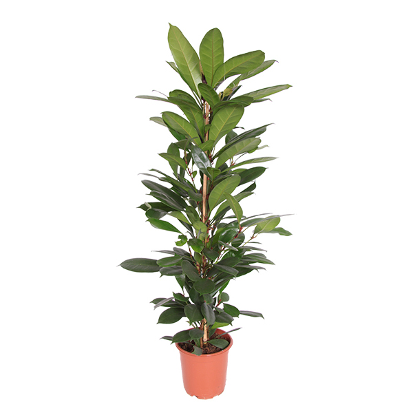 Ficus Cyathistipula - P 21 cm
