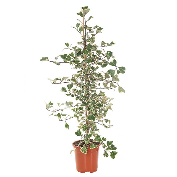 Ficus Triangularis Variegata 'Sweet Heart' P 17 cm