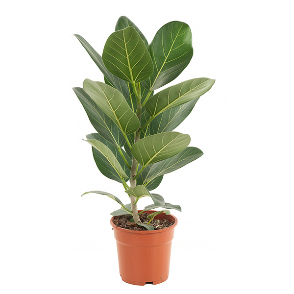 Ficus Audrey - P 17 cm