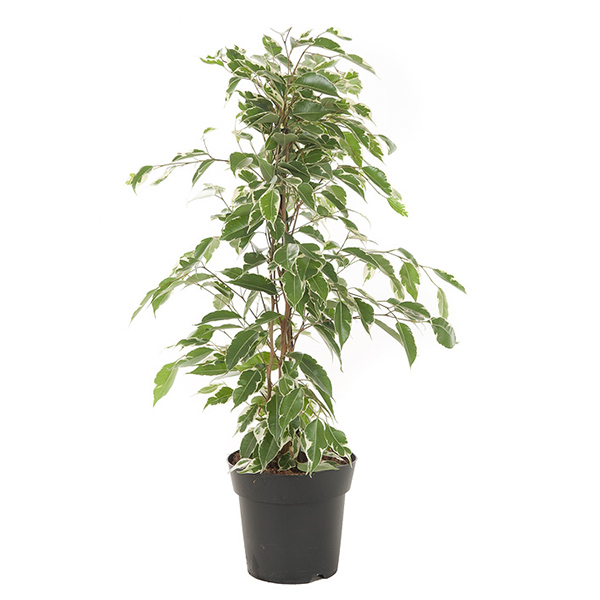 Ficus Benjamina &apos;Twilight&apos; (Treurvijg) - P 17 cm
