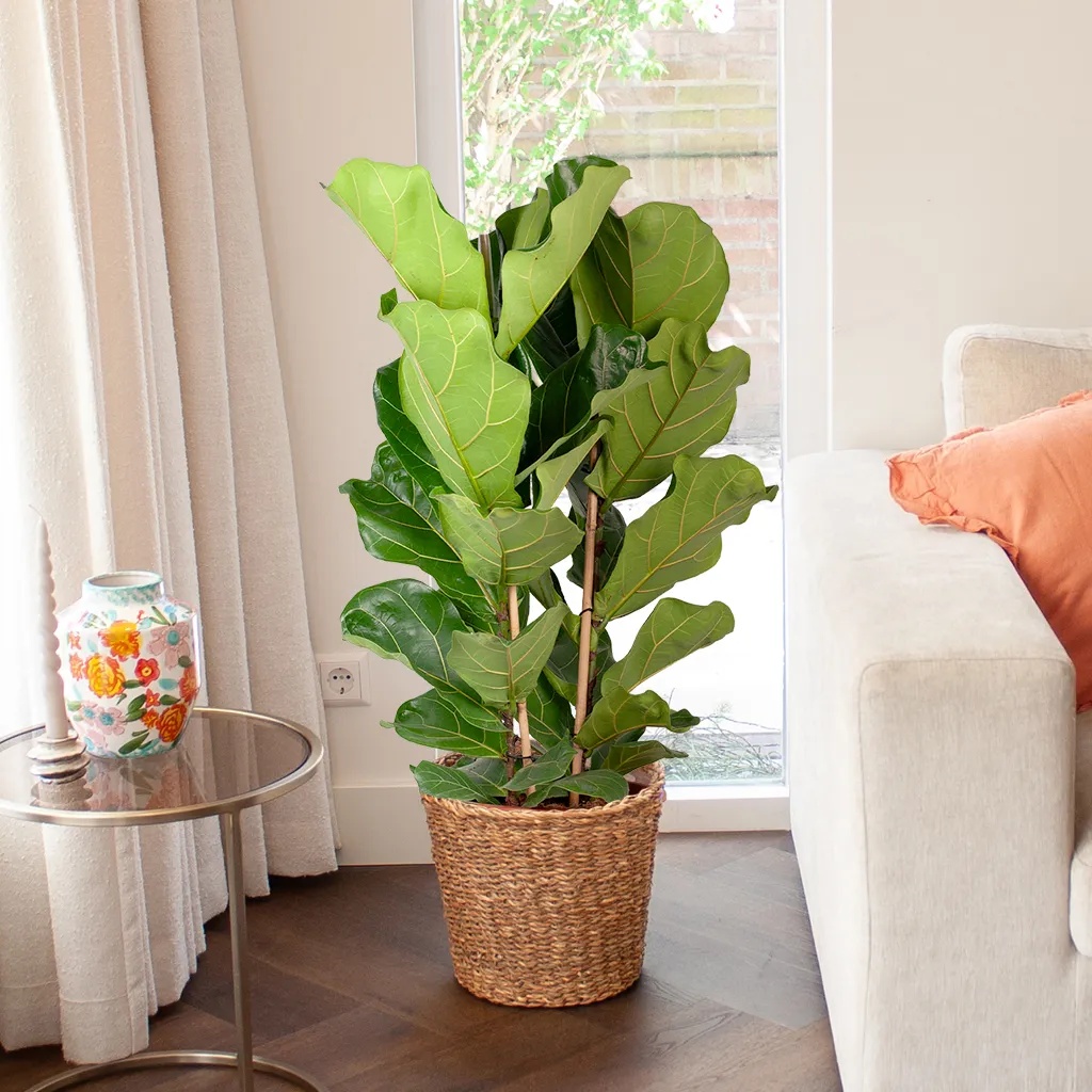 Ficus Lyrata struik - Vioolbladplant - P27