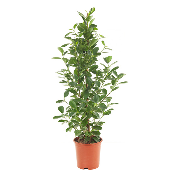Ficus Moclame (microcarpa) - P 21 cm