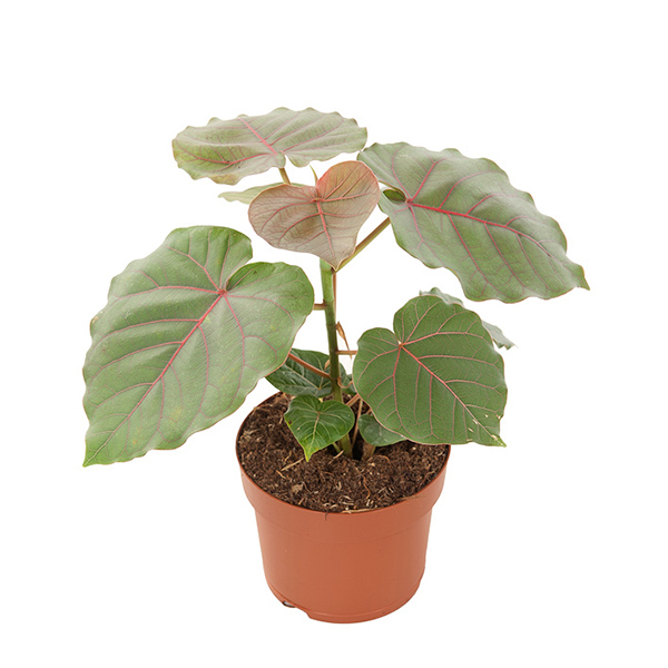 Ficus Petiolaris - P 12