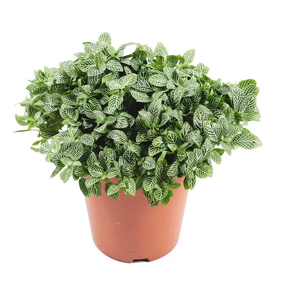 Fittonia Verschaffeltii (mozaiekplant) - P 15 cm