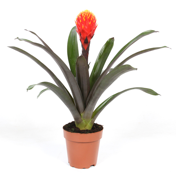Guzmania &apos;Tala&apos; (Knotsbromelia) P 12 cm