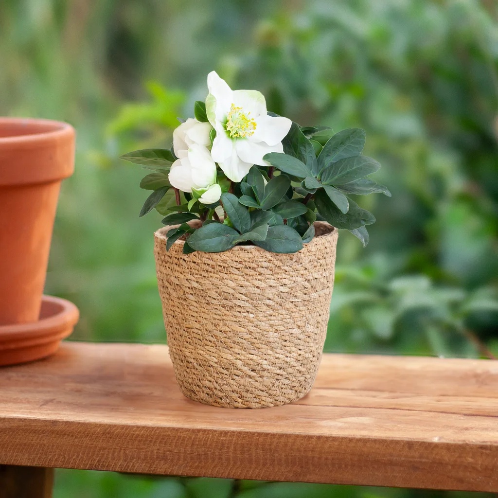 Helleborus - Kerstroos - P12