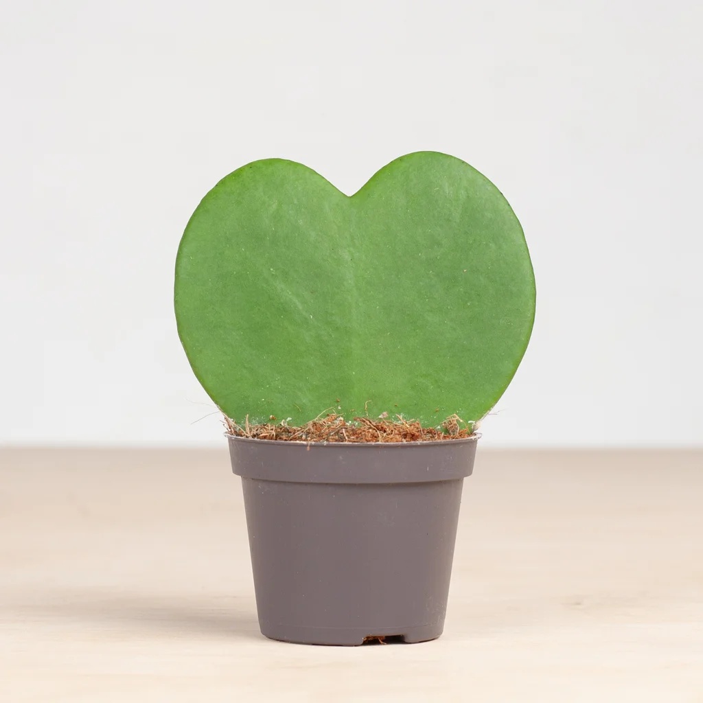 Hoya Kerrii - Hartjesplant - P6
