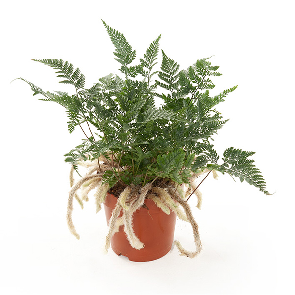 Apenpoot Varen (Humata Tyermannii) P 12 cm