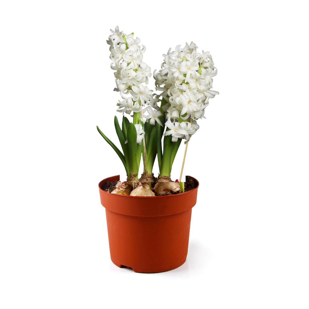 Hyacint - Hyacinthus orientalis - P12