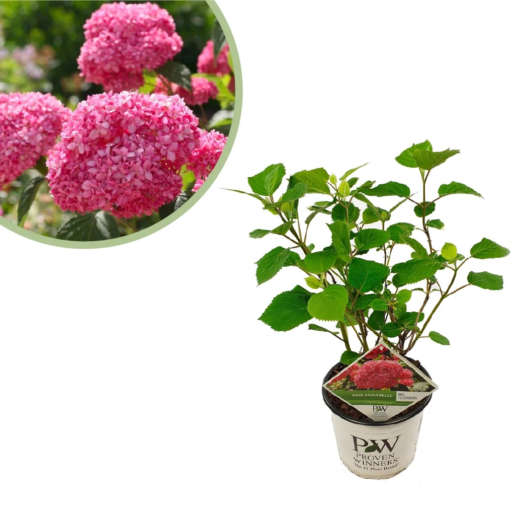 Hortensia Pink Annabelle - Hydrangea Arborescens - P19