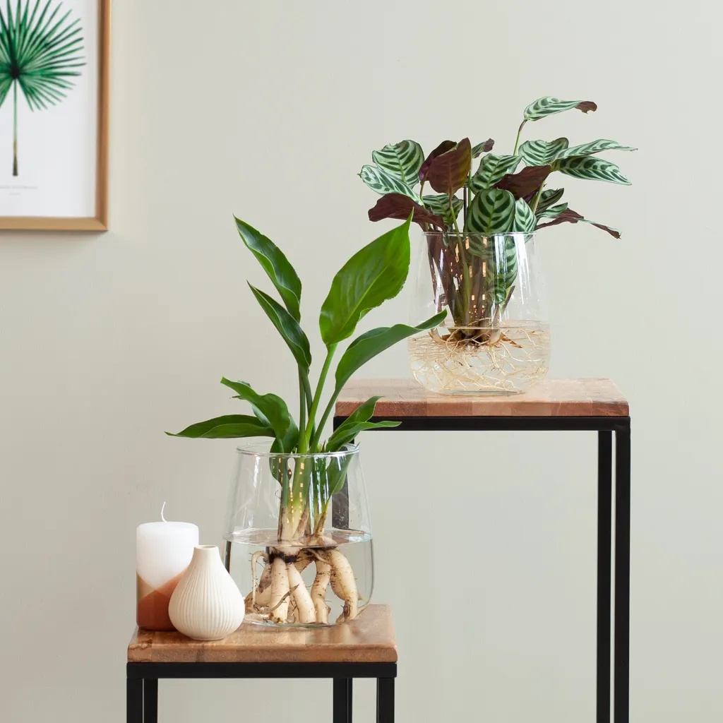 Ctenanthe Burle Marxii en Strelitzia Reginae met Modena Vaas Duo DIY
