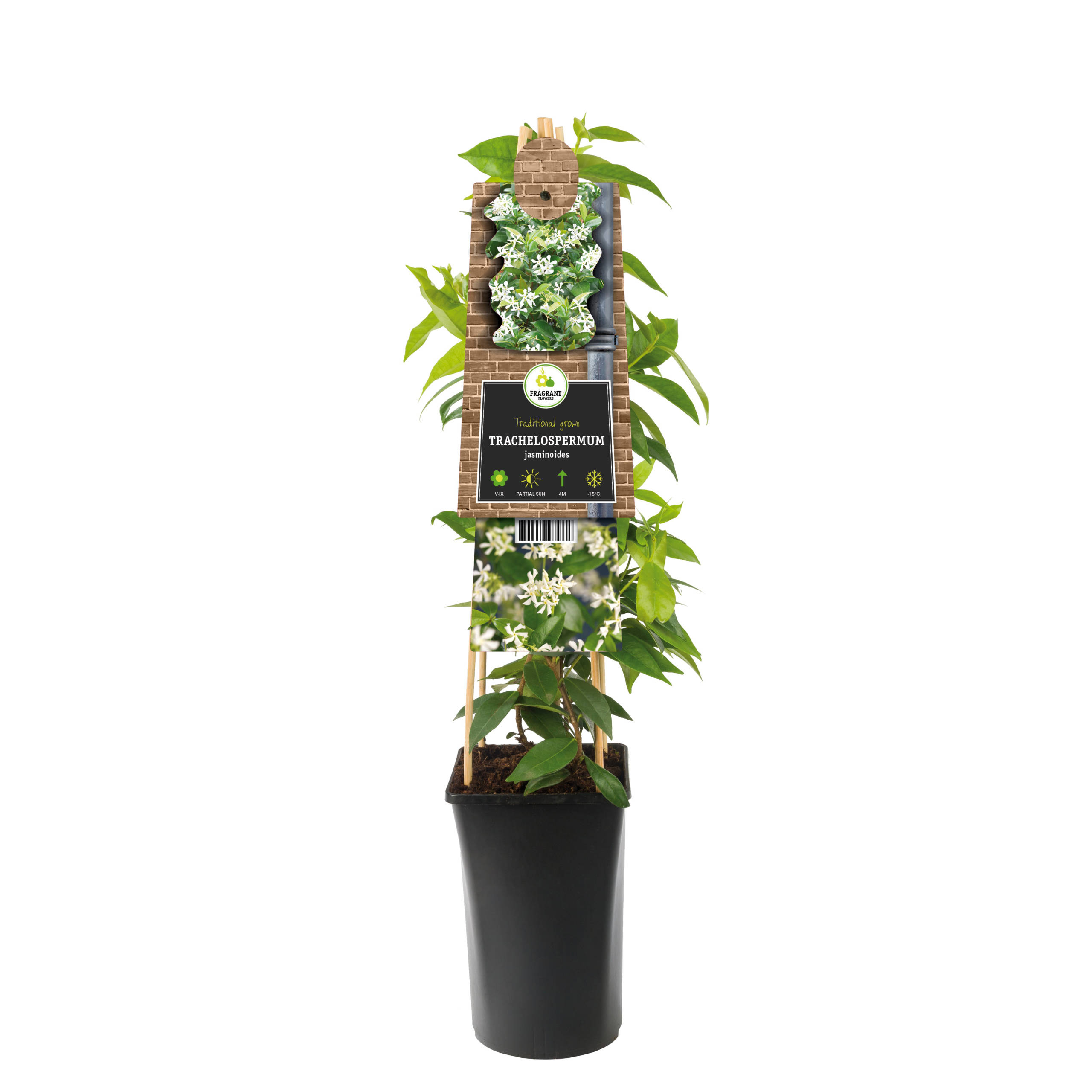 Toscaanse Jasmijn wit (Trachelospermum Jasminoides) - P 16 cm
