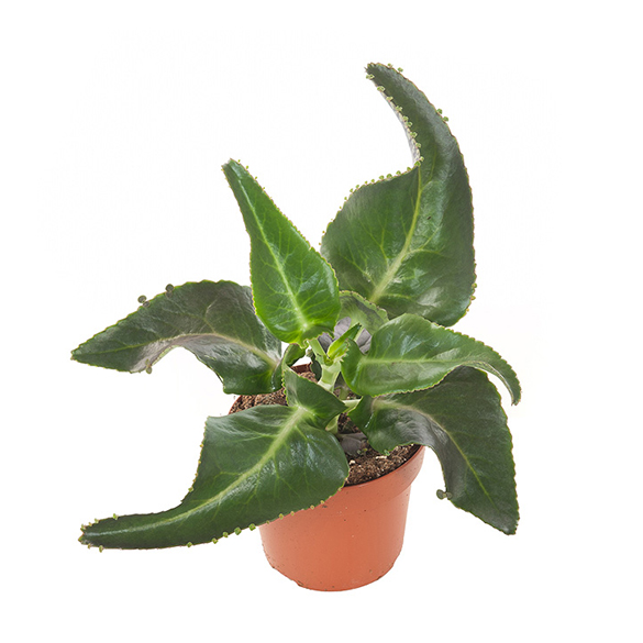Kalanchoe Daigremontiana (Mother of thousands) - P 14 cm