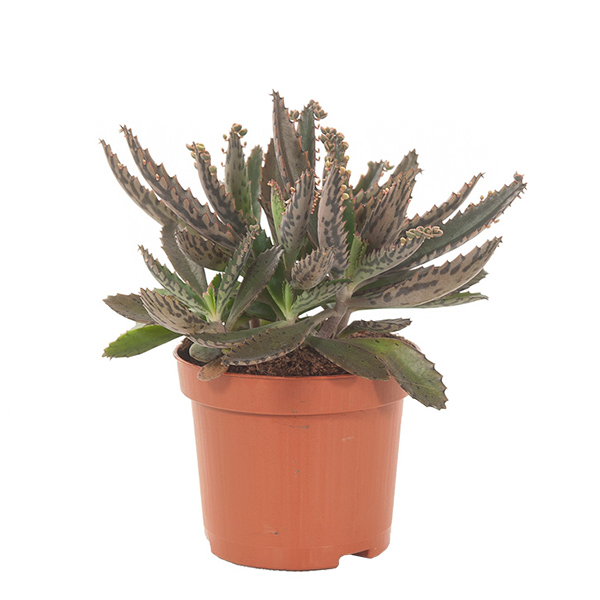 Kalanchoe Daigremontiana - Mother of thousands - P 9 cm
