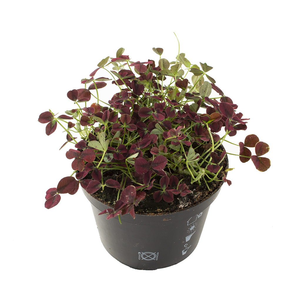 Klaver plantje rood (Trifolium Repens Pentaphyllum) – P 10 cm