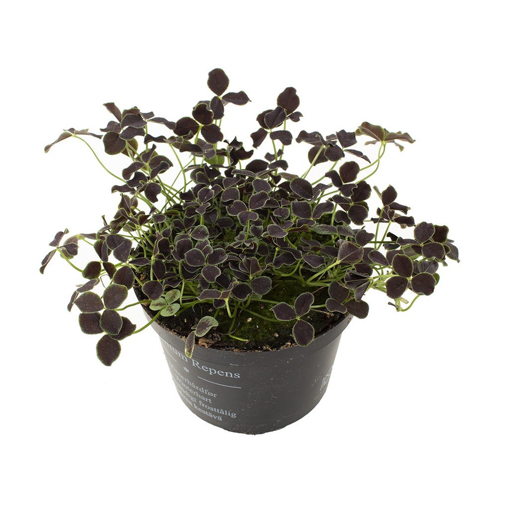Klaver plantje zwart (Trifolium Repens Pentaphyllum) - P 10 cm