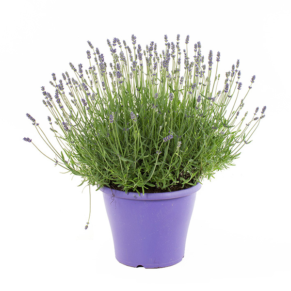 Lavendelplant (Lavandula &apos;Essence Pure&apos;) P 23 cm