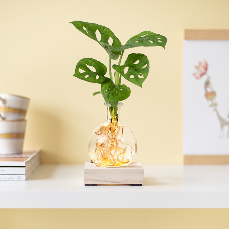 Monstera Adansonii - Lichtplantje