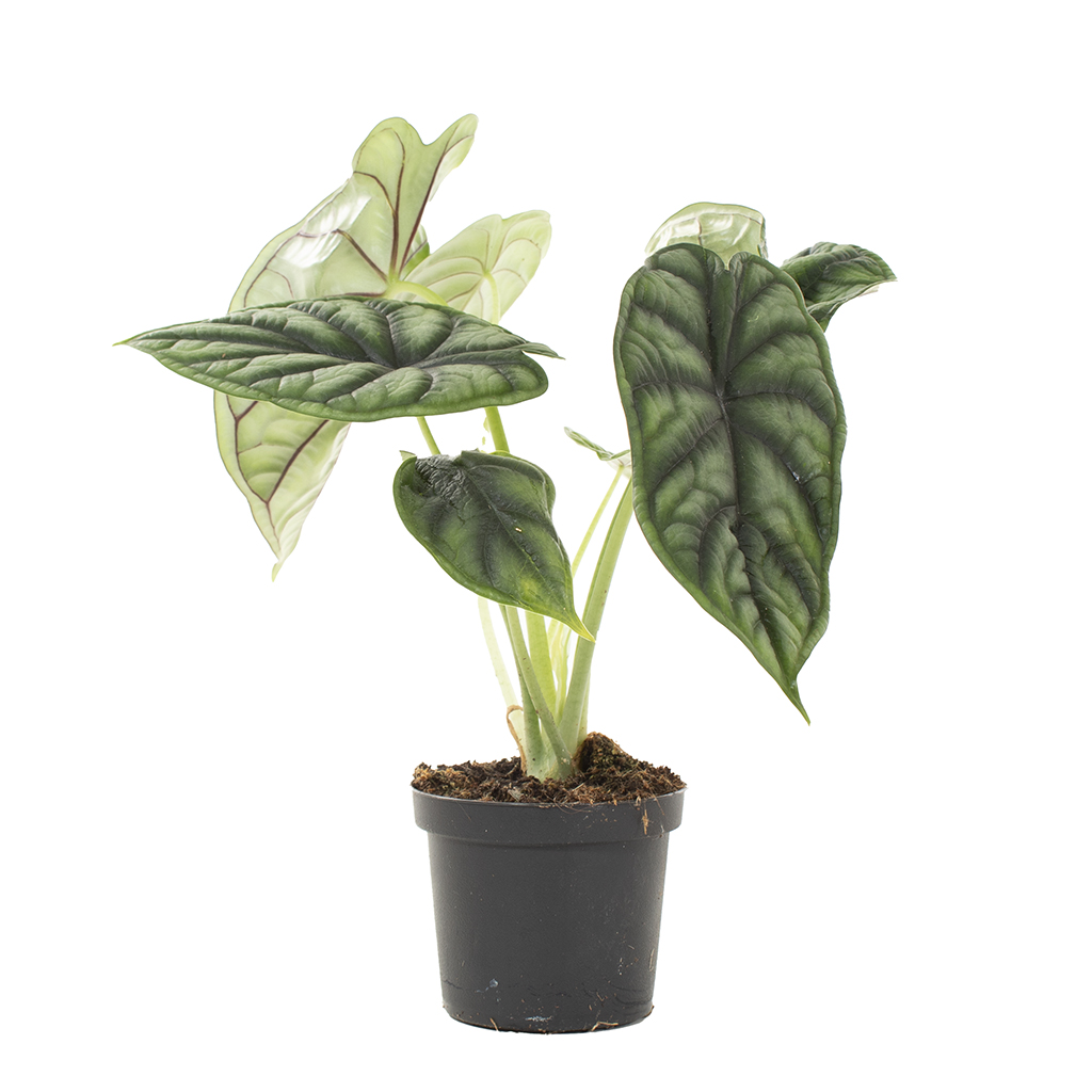 Alocasia Dragon Scale - P 9 cm