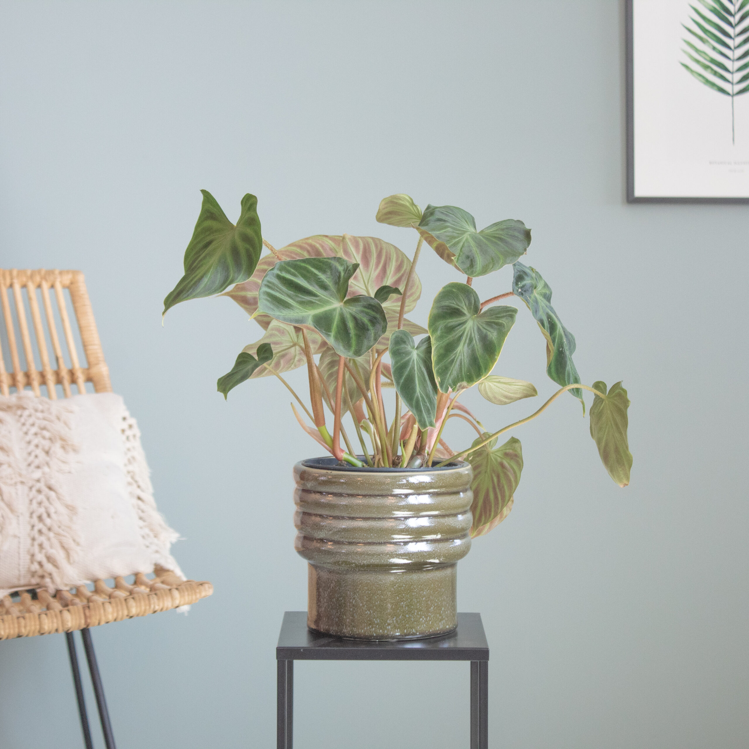 Philodendron Verrucosum P15