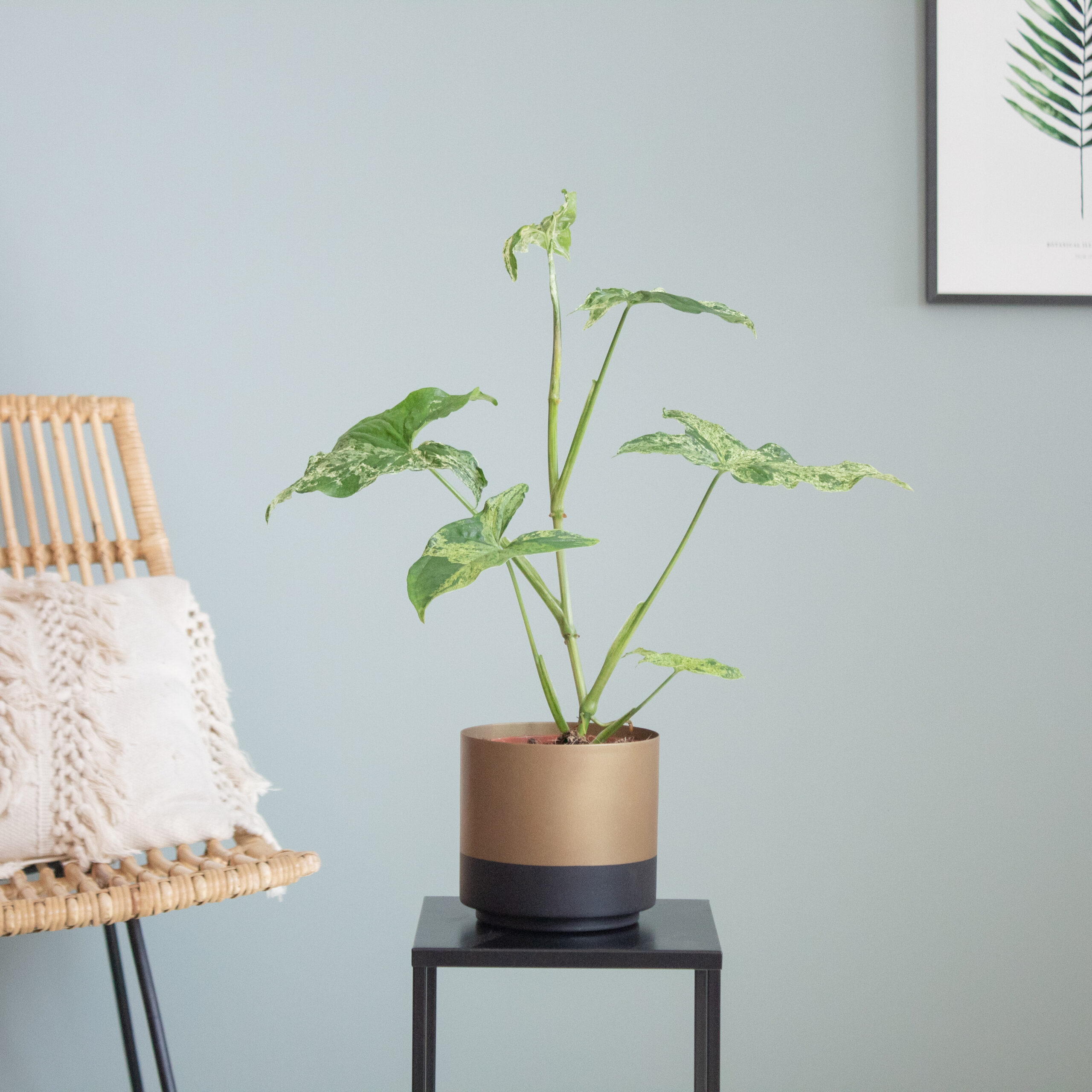 Syngonium Mottled Mojito - P12