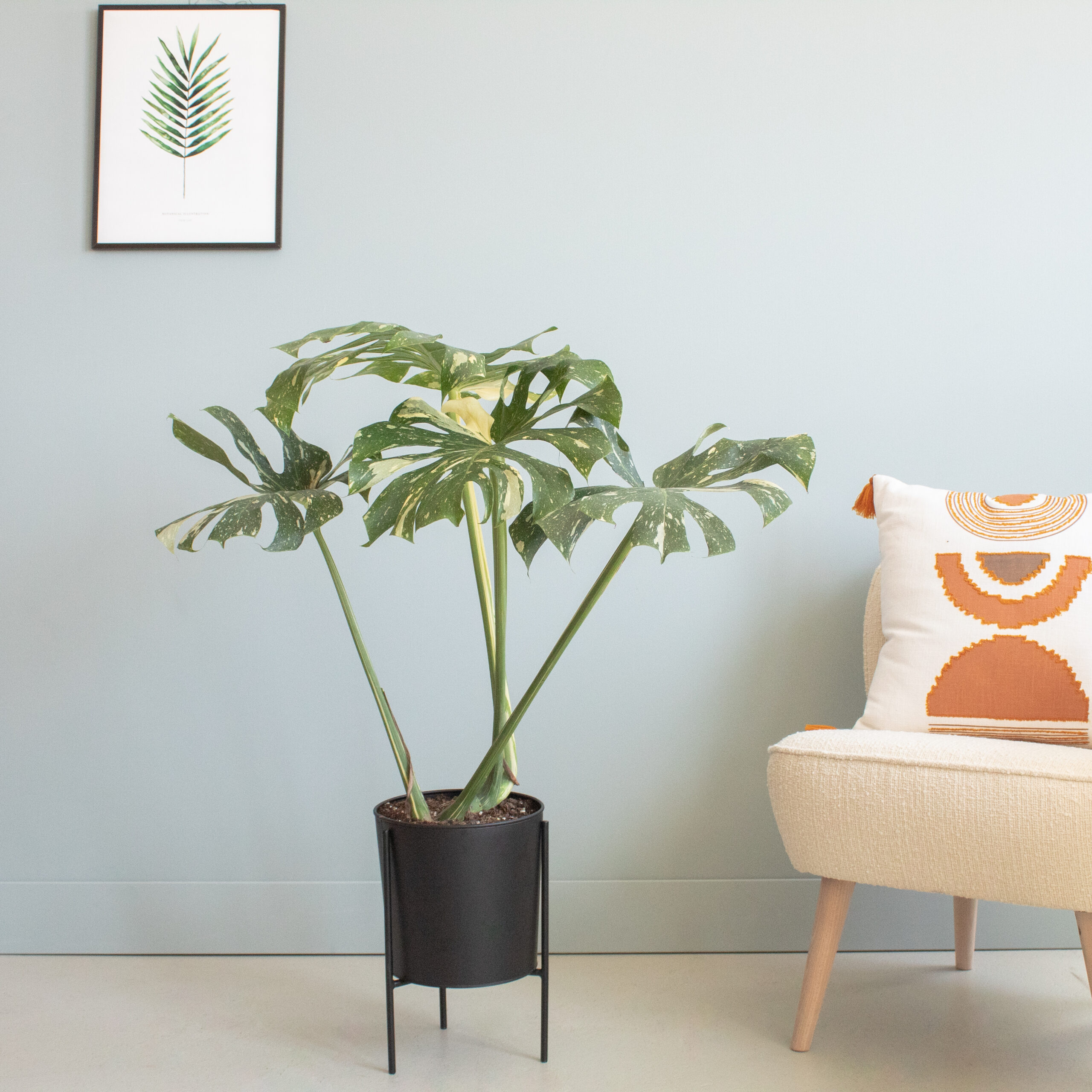 Monstera Thai Constellation - P24