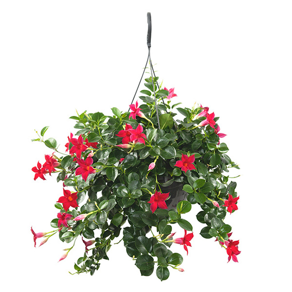 Mandevilla rood (hangplant) - P 26 cm
