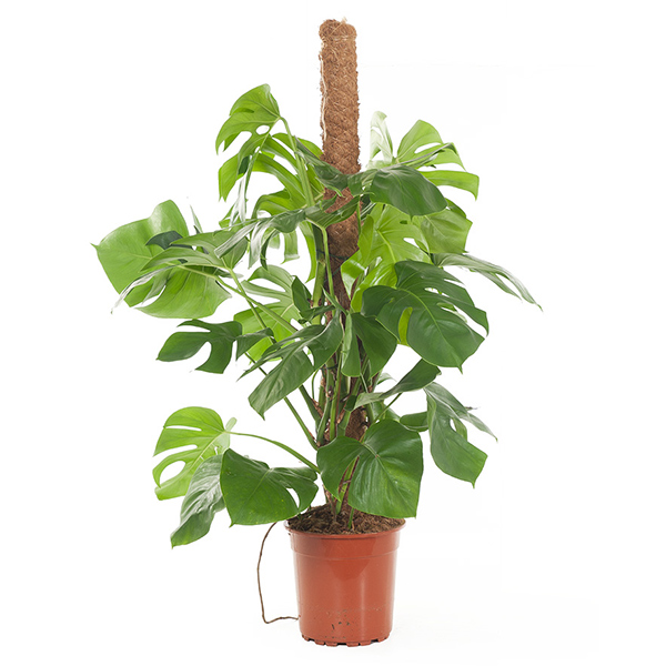Monstera (Gatenplant) P 27 cm