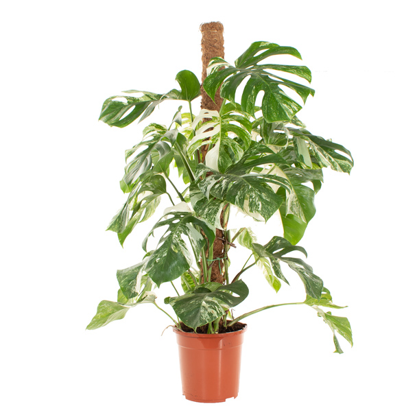 Monstera Variegata (mosstok) - P 24 cm