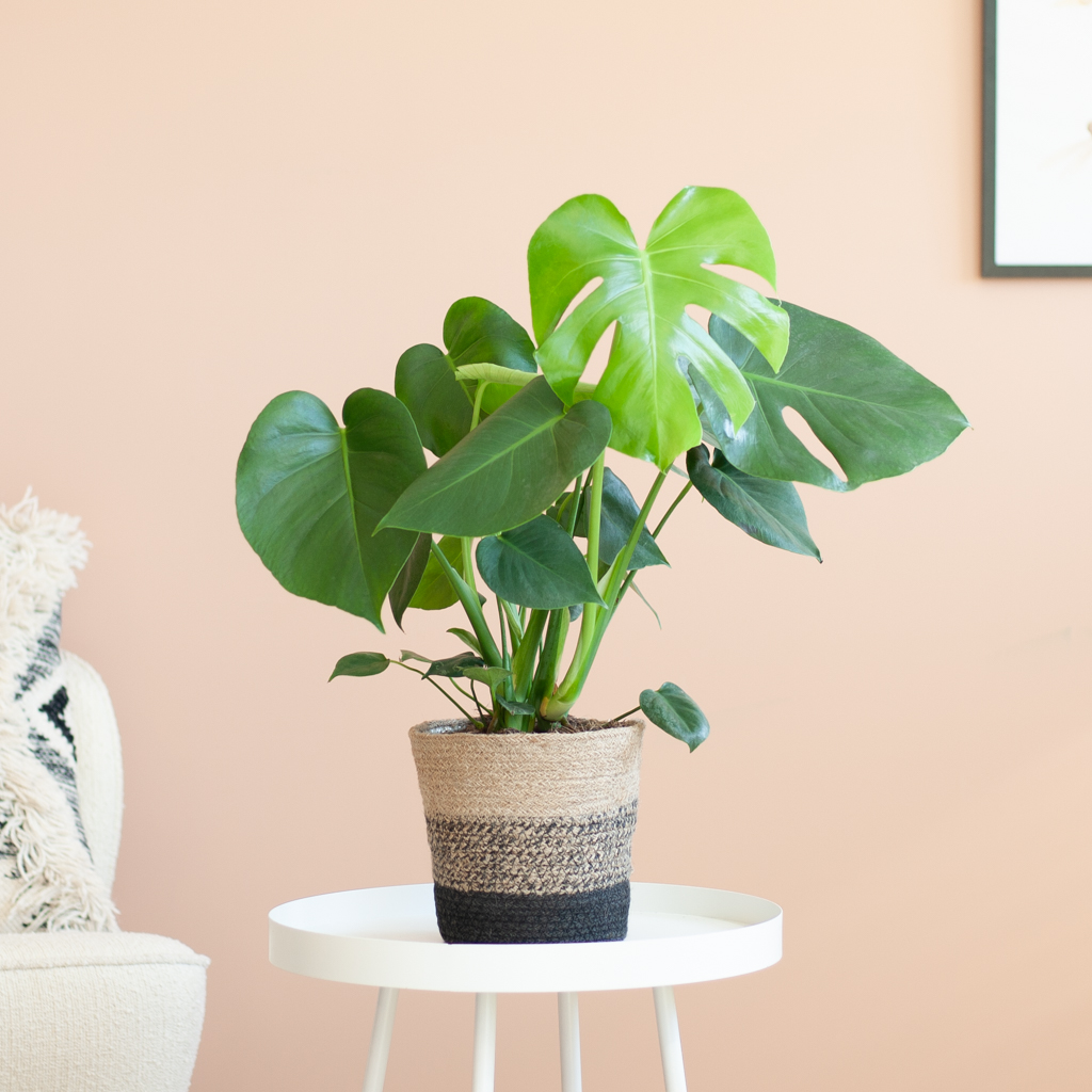 Monstera Deliciosa - Gatenplant - inclusief Jute Pot Zwart- P17