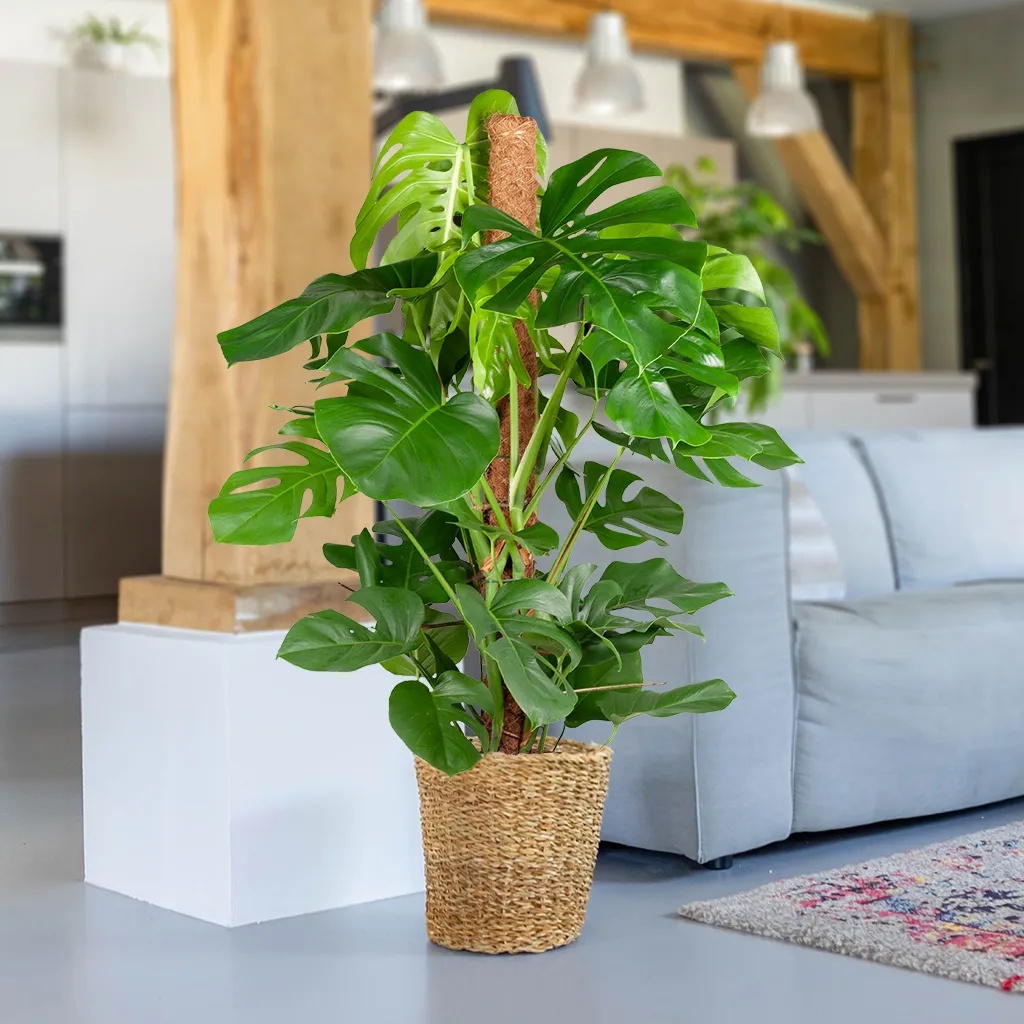 Gatenplant (Monstera Deliciosa) - P24
