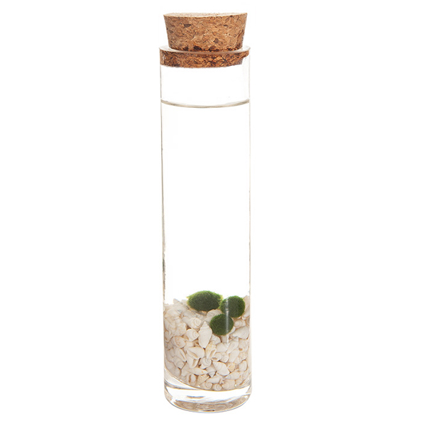 Marimo Mosballen