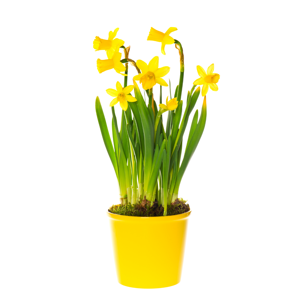 Narcissen P12