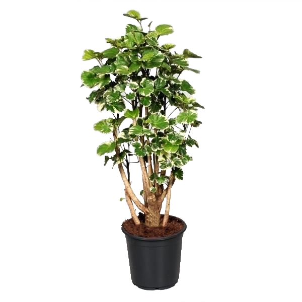 Polyscias Balfouriana Variegata (Aralia) P 21 cm
