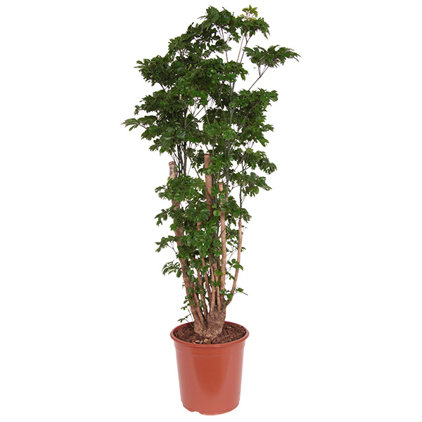Polyscias &apos;Roble&apos; (Aralia) - P 24 cm