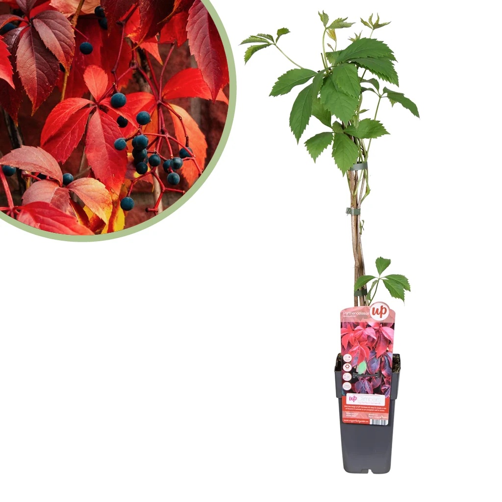 Parthenocissus Quinquefolia - Wilde Wingerd - P15
