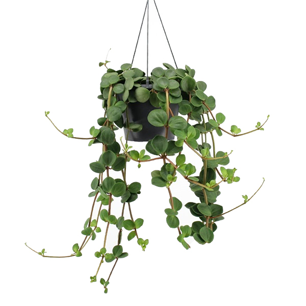 Peperomia Tetraphylla 'Hope' P 14 cm