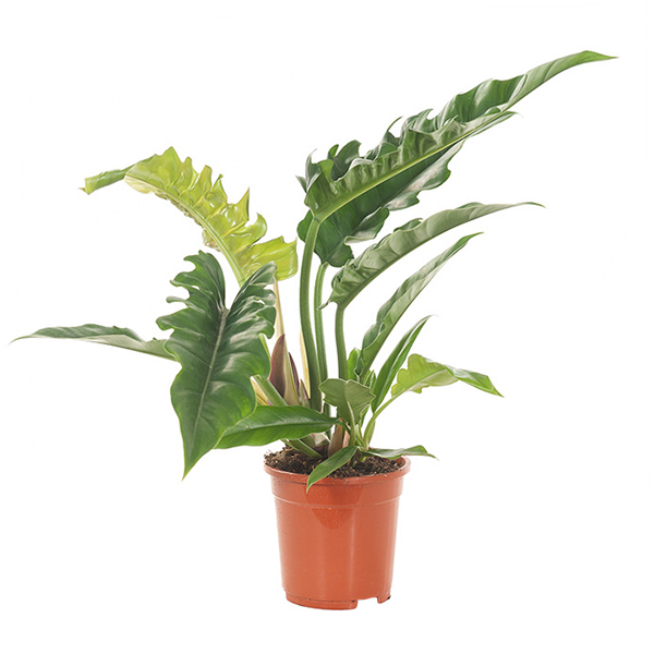 Philodendron Narrow Escape - P 17 cm