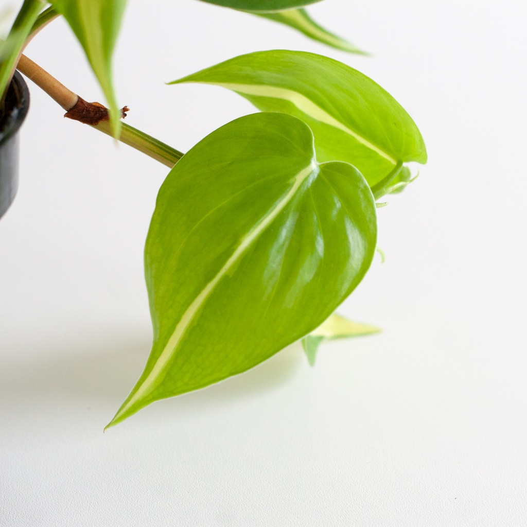 Philodendron Scandens Brasil - P12
