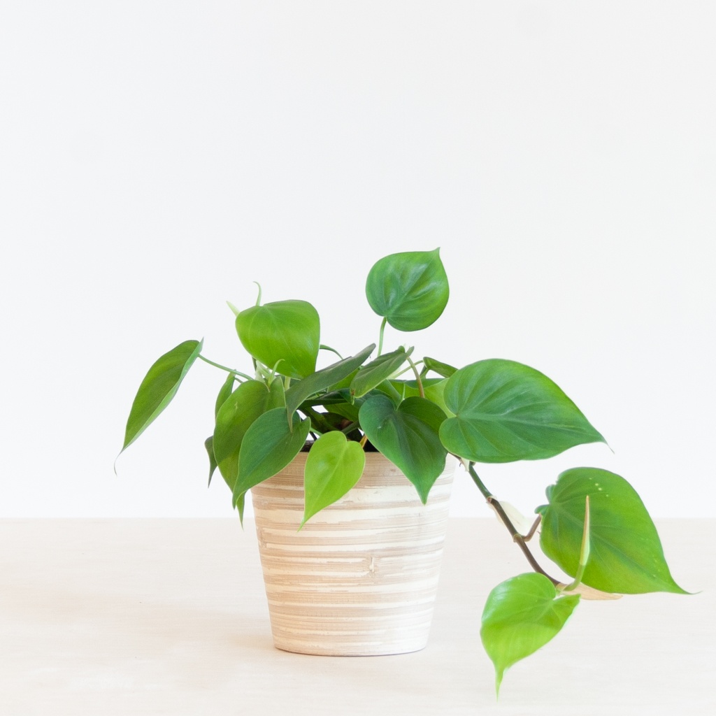 Philodendron Scandens - P12