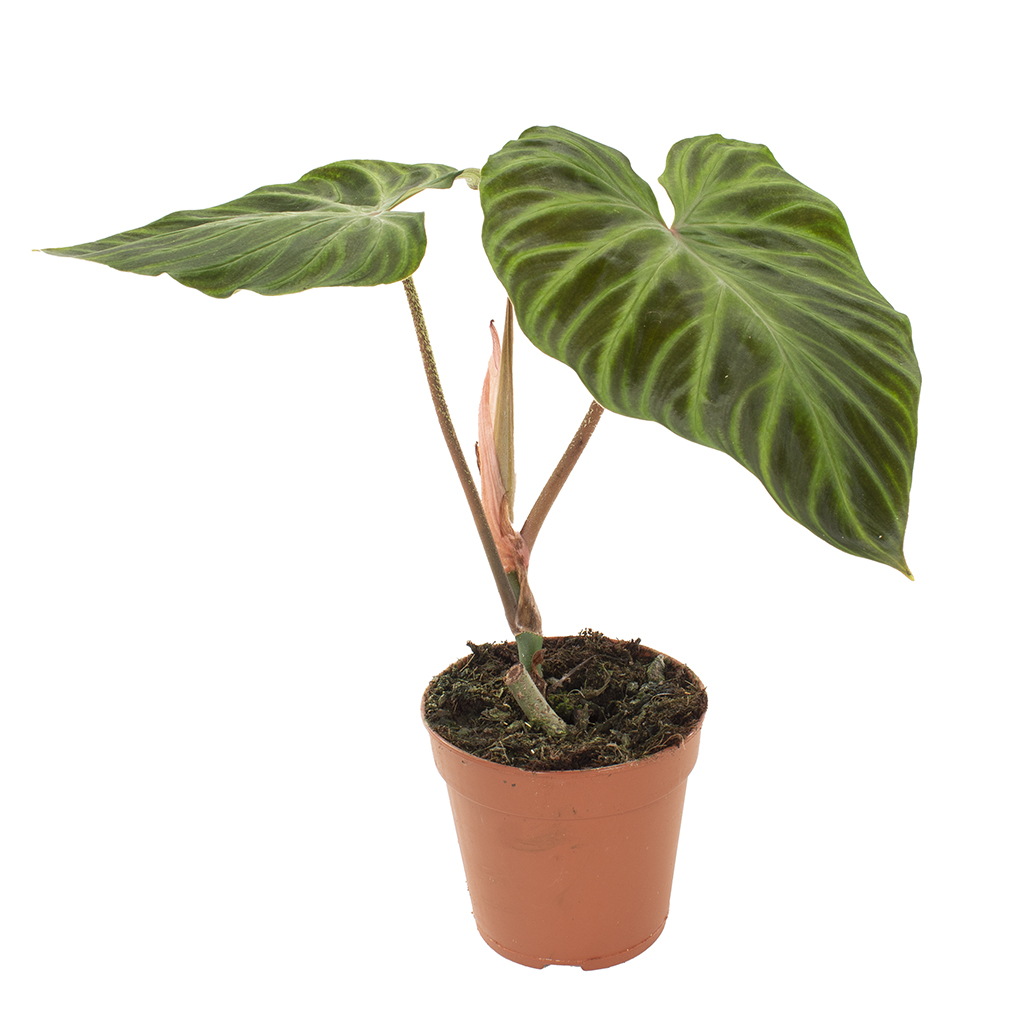 Philodendron Verrucosum - P12