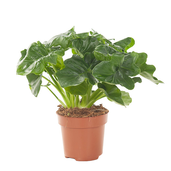 Philodendron Atom - P 12 cm