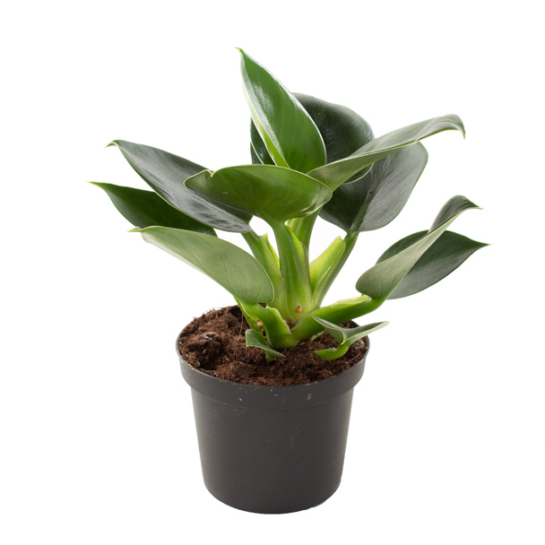 Philodendron Green Princess P12