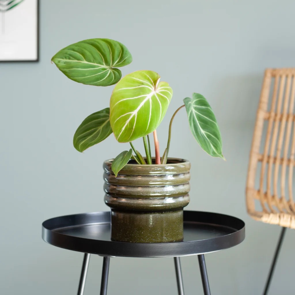 Philodendron Gloriosum - P14