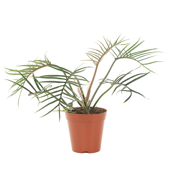 Philodendron Polypodioides (Tortum) - P 15 cm