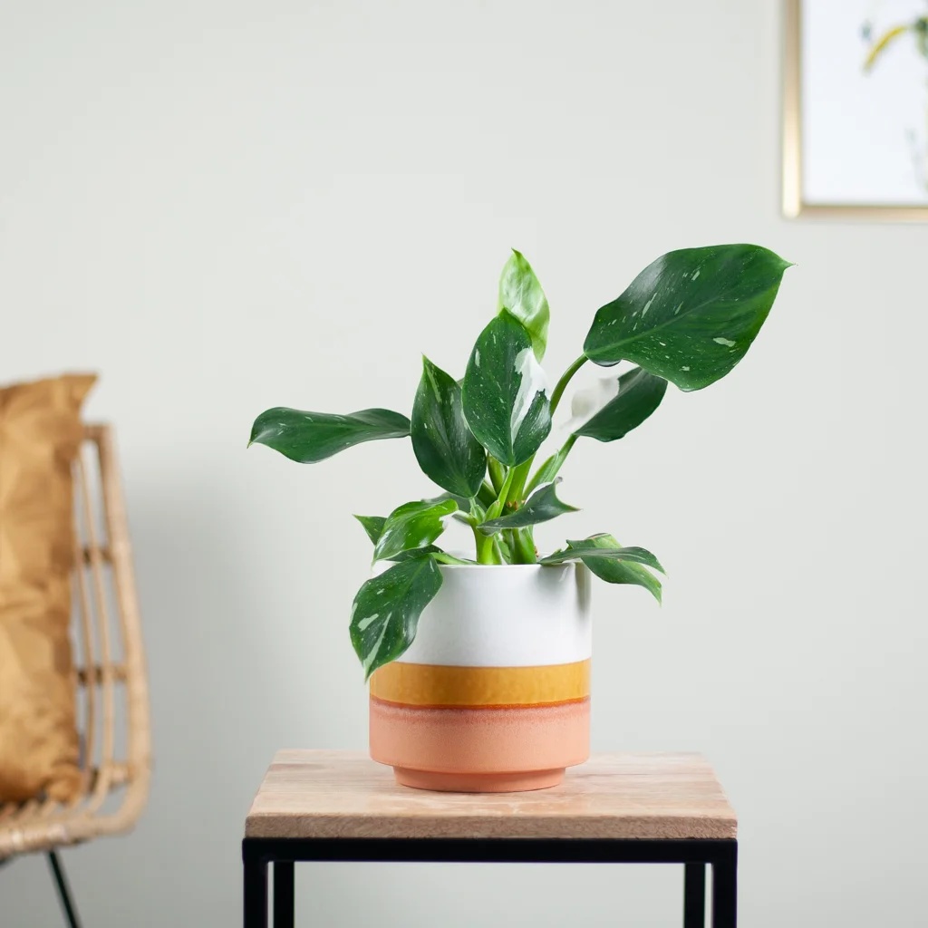 Philodendron White Wizard P12