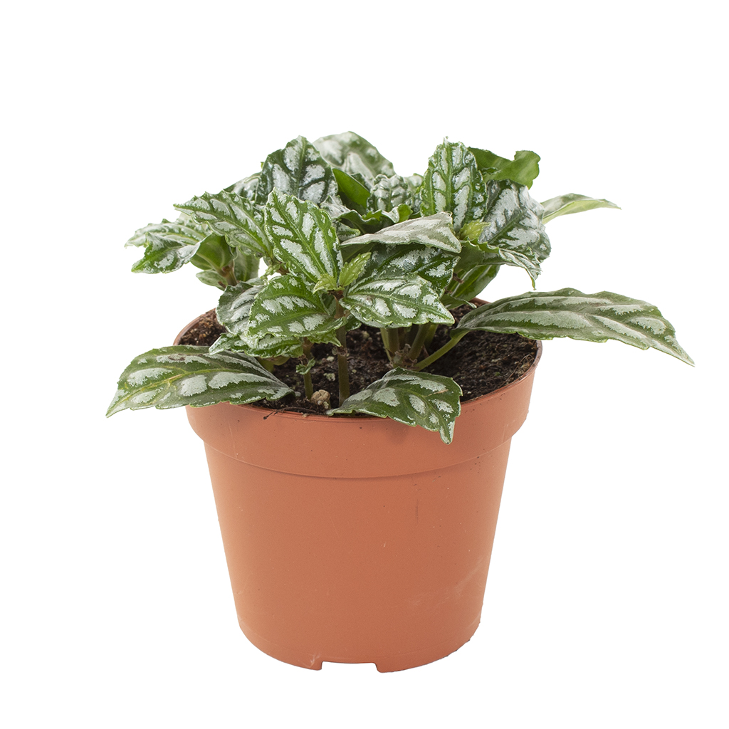 Pilea Cadierei (aluminium plant) - P 9 cm