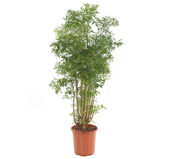Polyscias &apos;Ming&apos; (Aralia) P 24